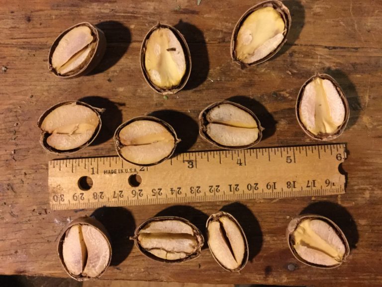 Processing Acorns Are Delicious & Nutritious!